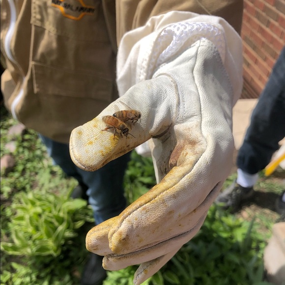 👋 Hi, I’m Susan. Birding beekeeper - Picture 14 of 16